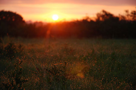 Sunrise on a Field